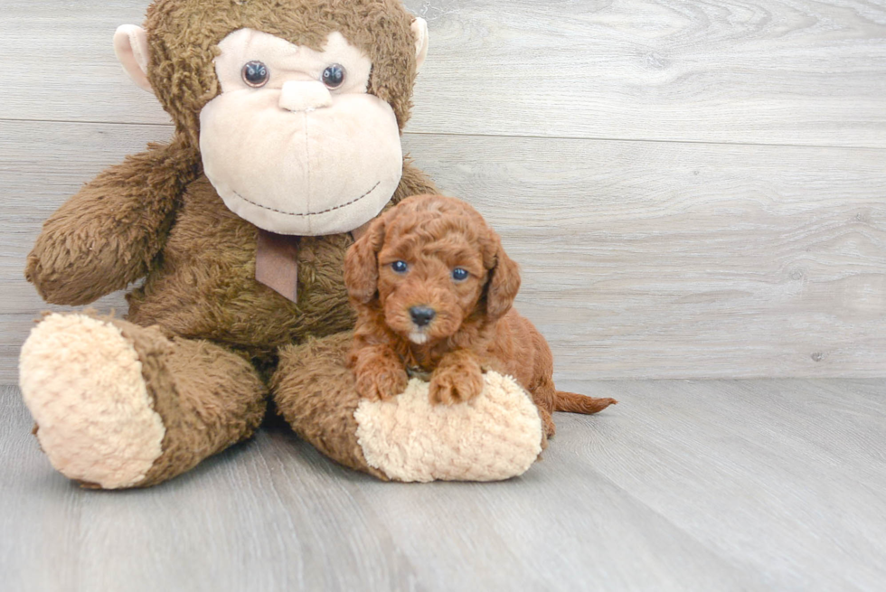 Best Mini Goldendoodle Baby