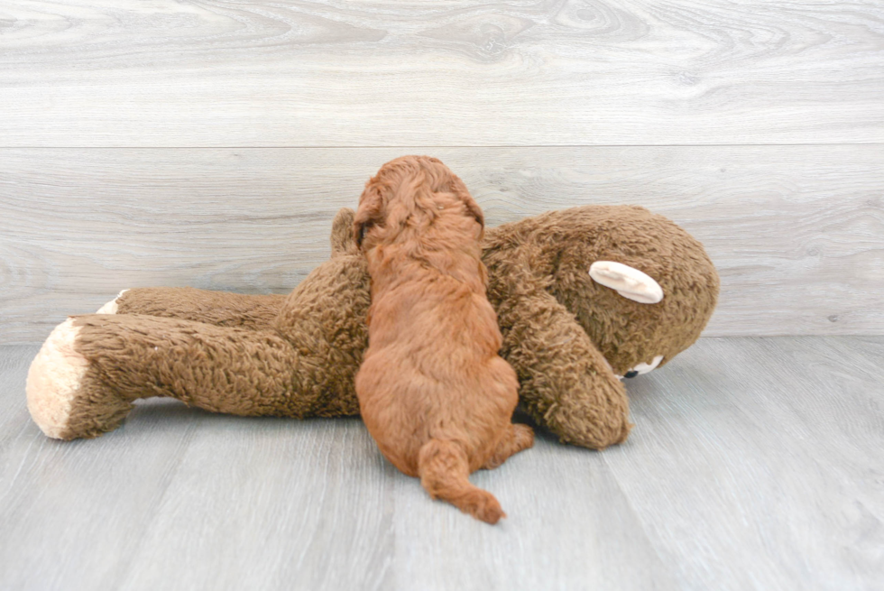 Playful Golden Retriever Poodle Mix Puppy