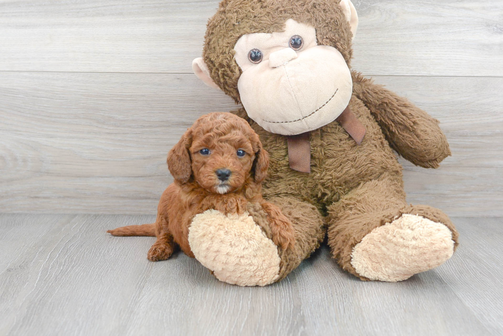 Funny Mini Goldendoodle Poodle Mix Pup