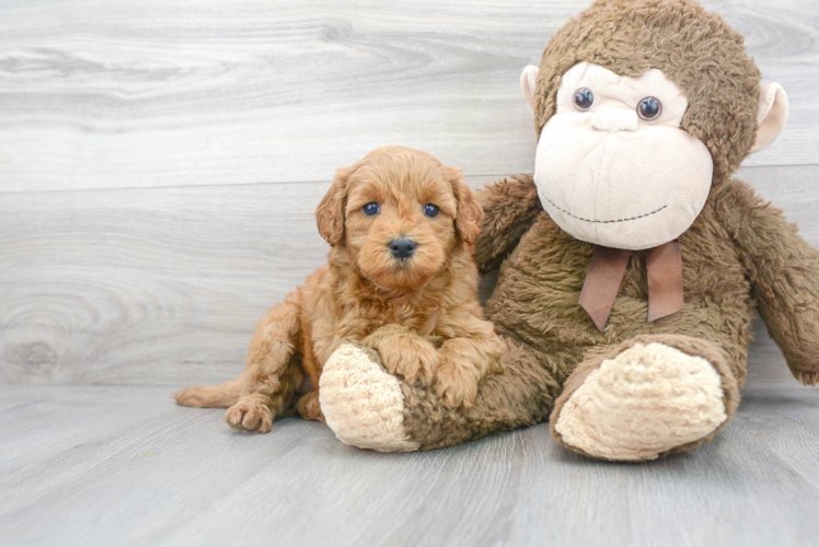 Mini Goldendoodle Puppy for Adoption