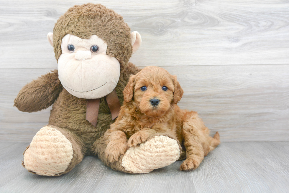 Happy Mini Goldendoodle Baby