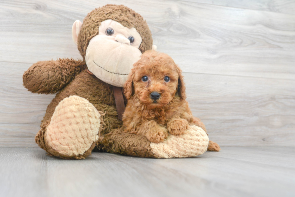 Best Mini Goldendoodle Baby