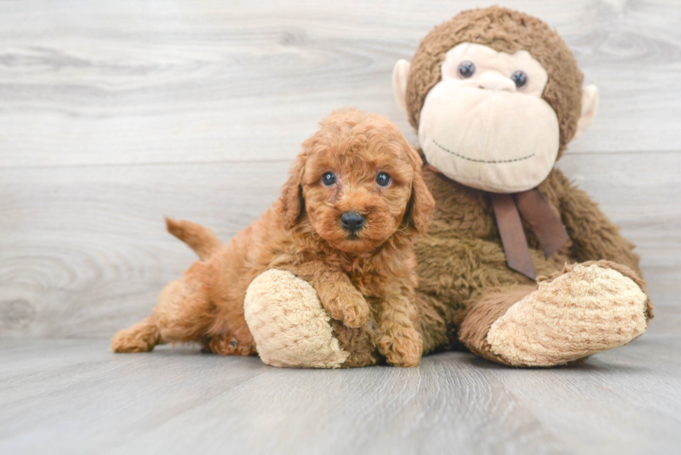 Mini Goldendoodle Puppy for Adoption