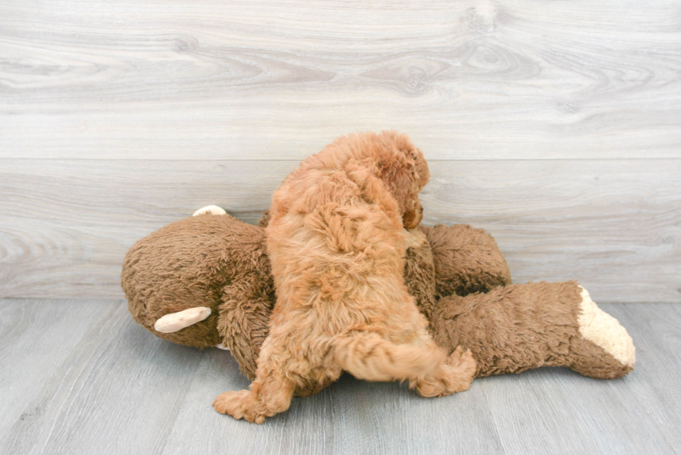 Energetic Golden Retriever Poodle Mix Puppy