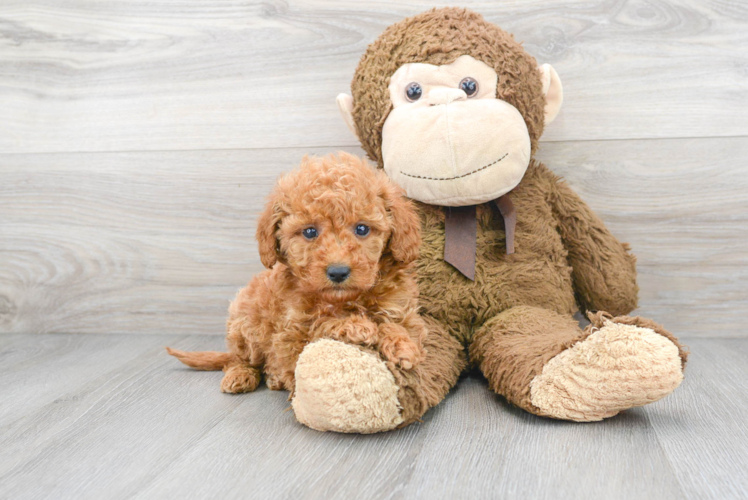 Smart Mini Goldendoodle Poodle Mix Pup