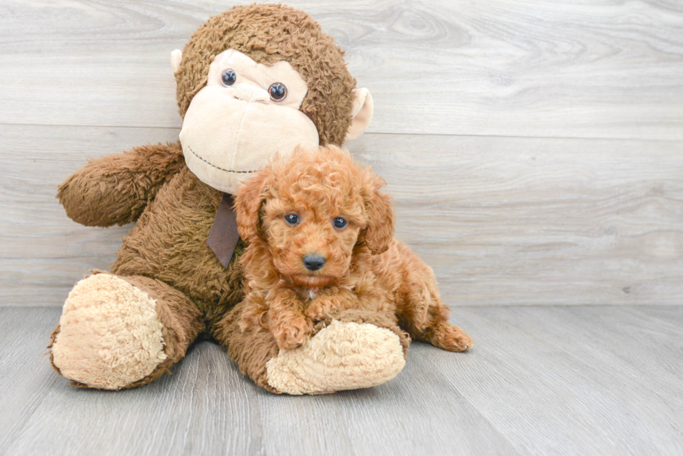 Sweet Mini Goldendoodle Baby