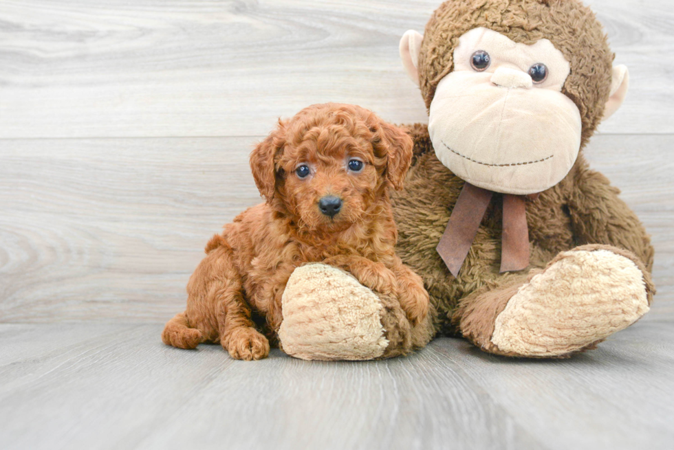 Little Golden Retriever Poodle Mix Puppy