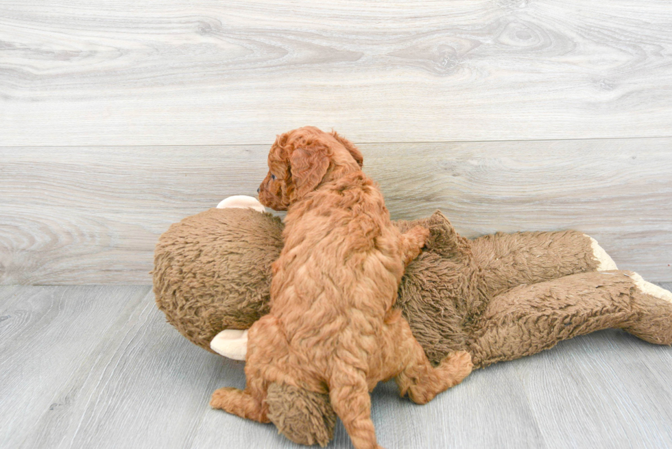 Hypoallergenic Golden Retriever Poodle Mix Puppy