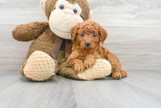 Friendly Mini Goldendoodle Baby