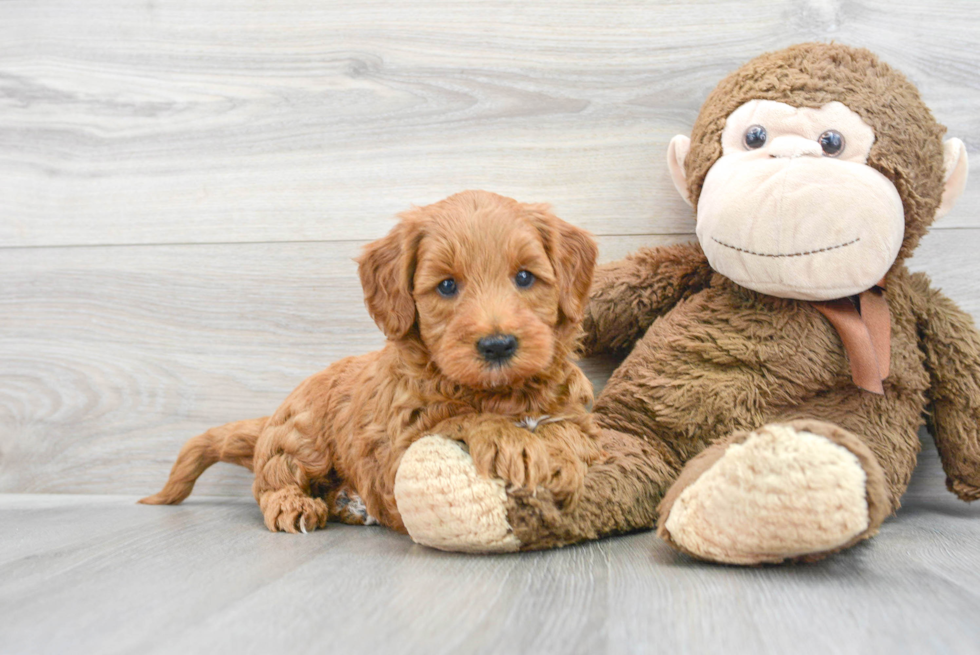 Mini Goldendoodle Pup Being Cute