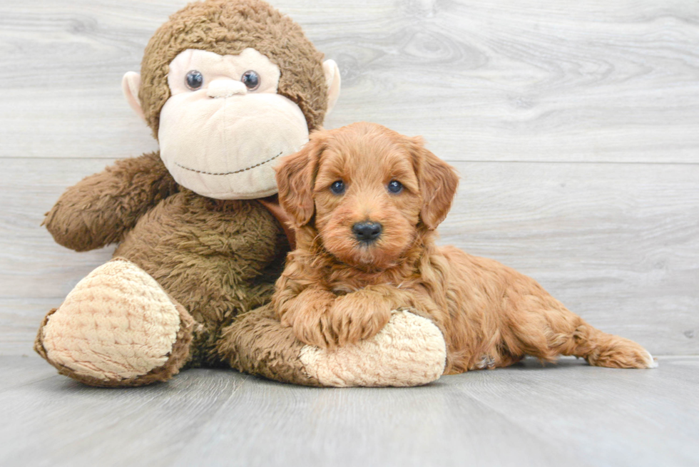 Mini Goldendoodle Puppy for Adoption