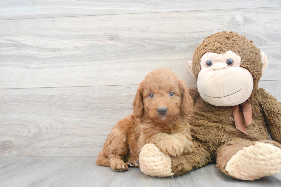 Little Golden Retriever Poodle Mix Puppy