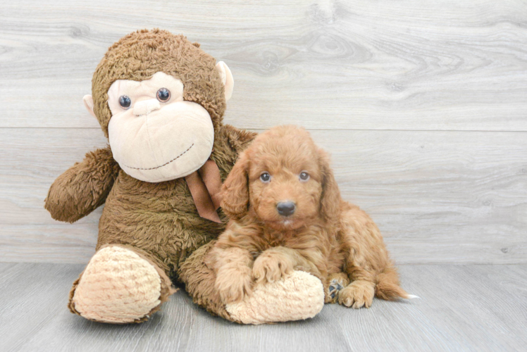 Mini Goldendoodle Pup Being Cute