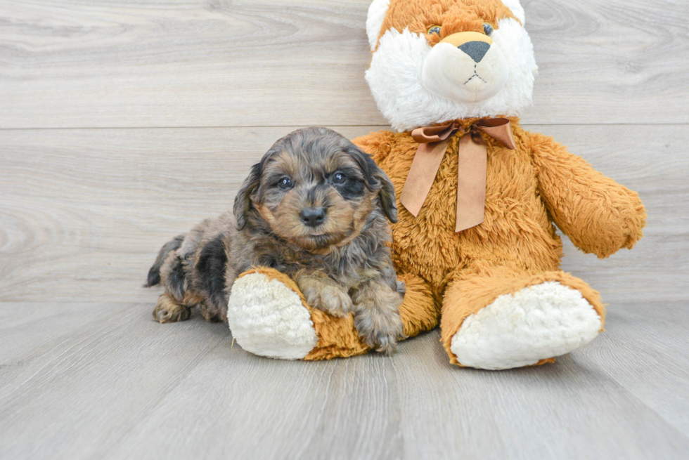 Energetic Golden Retriever Poodle Mix Puppy