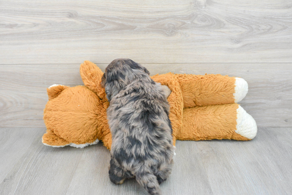 Mini Goldendoodle Puppy for Adoption