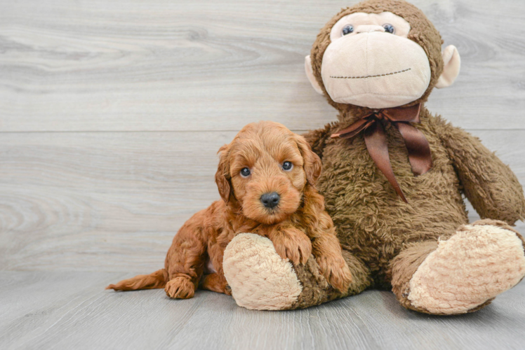 Hypoallergenic Golden Retriever Poodle Mix Puppy