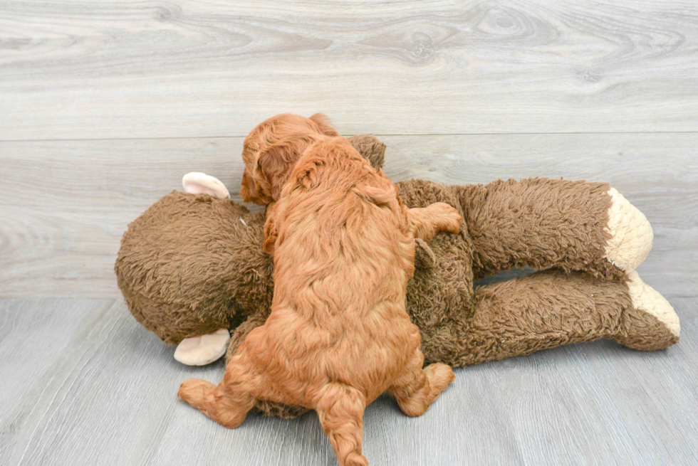 Best Mini Goldendoodle Baby