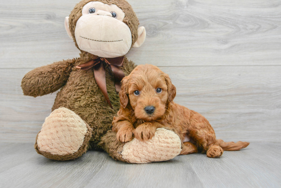 Popular Mini Goldendoodle Poodle Mix Pup