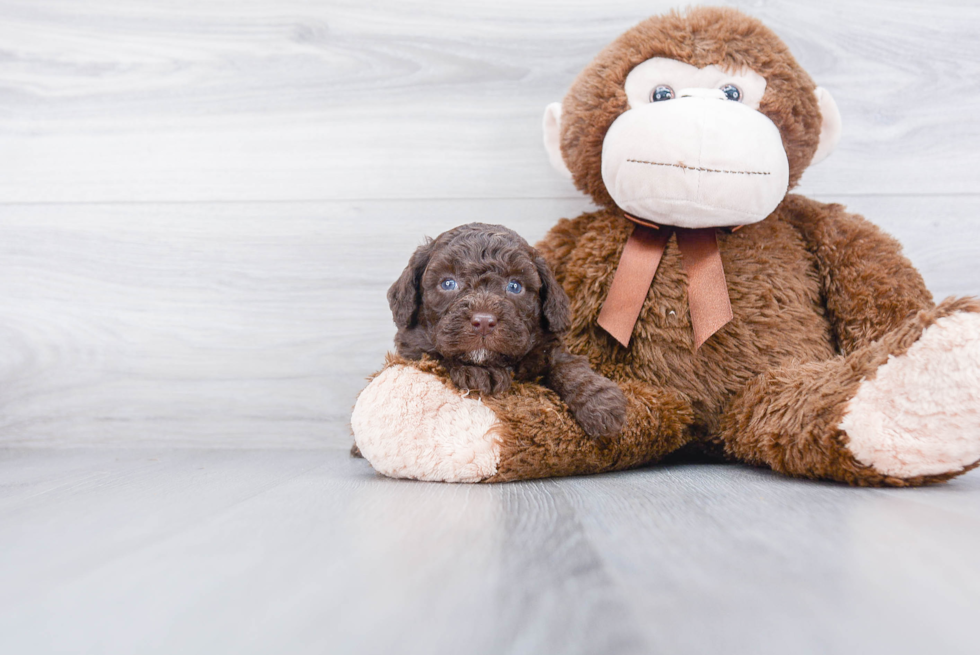 Mini Goldendoodle Pup Being Cute