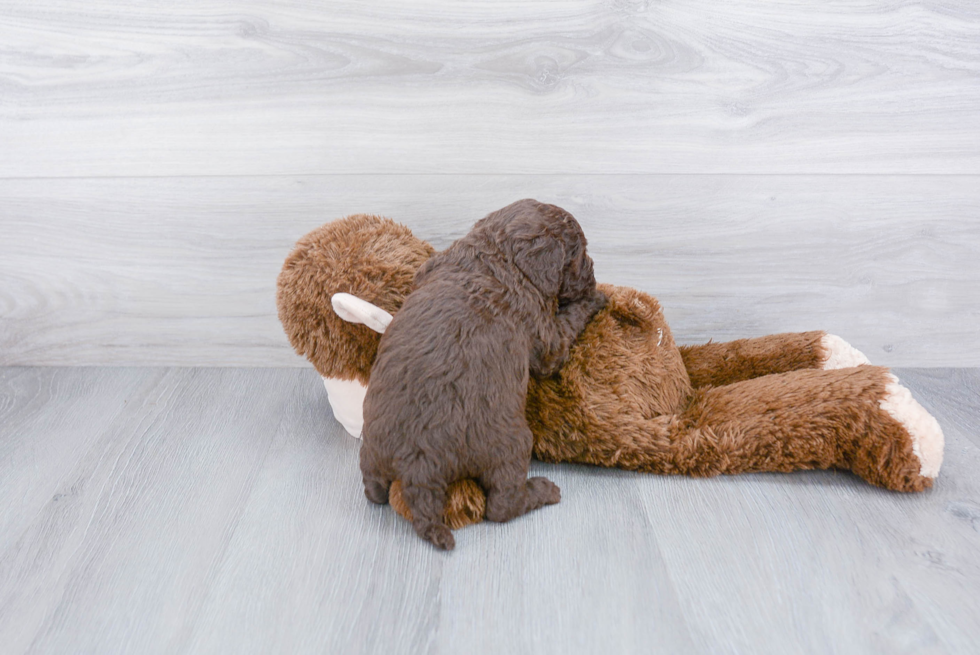 Mini Goldendoodle Pup Being Cute