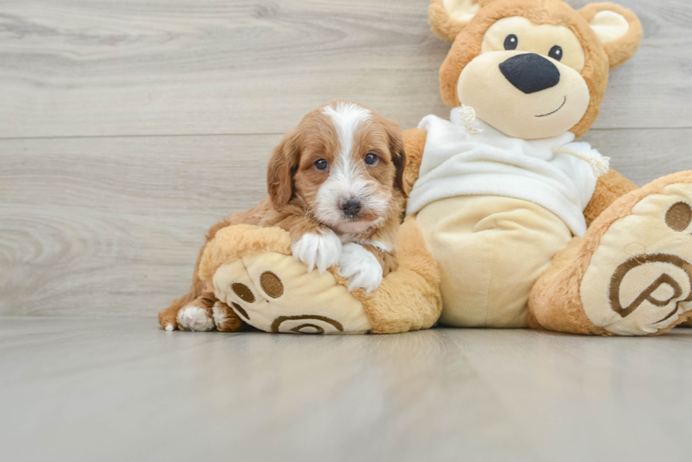 Adorable Golden Retriever Poodle Mix Poodle Mix Puppy