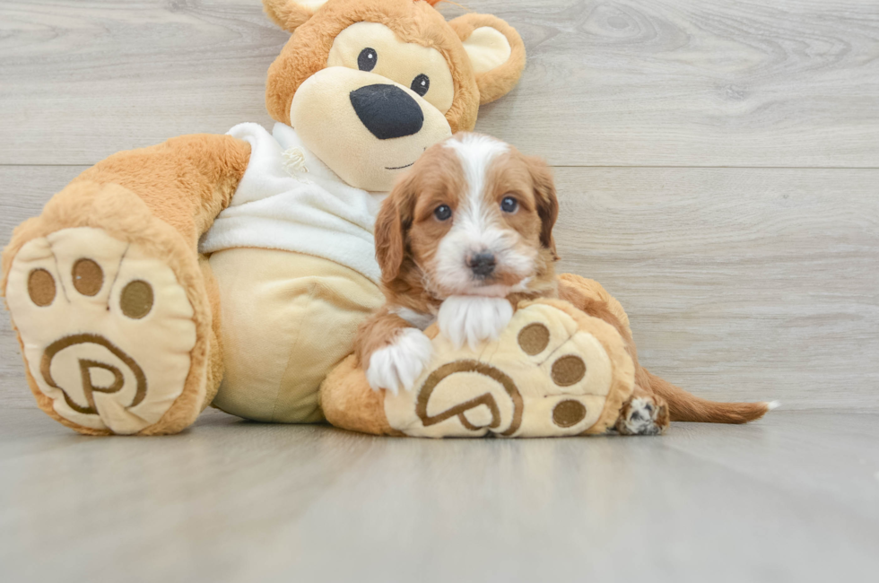 6 week old Mini Goldendoodle Puppy For Sale - Premier Pups