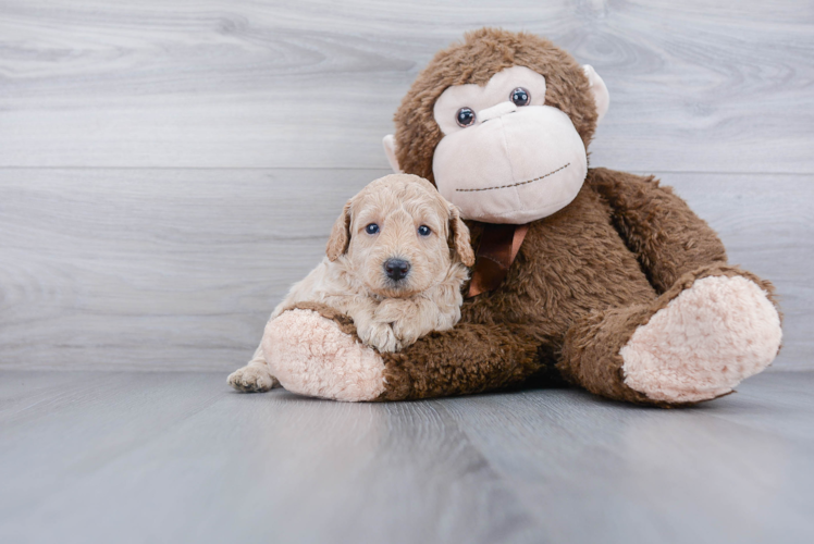 Little Golden Retriever Poodle Mix Puppy