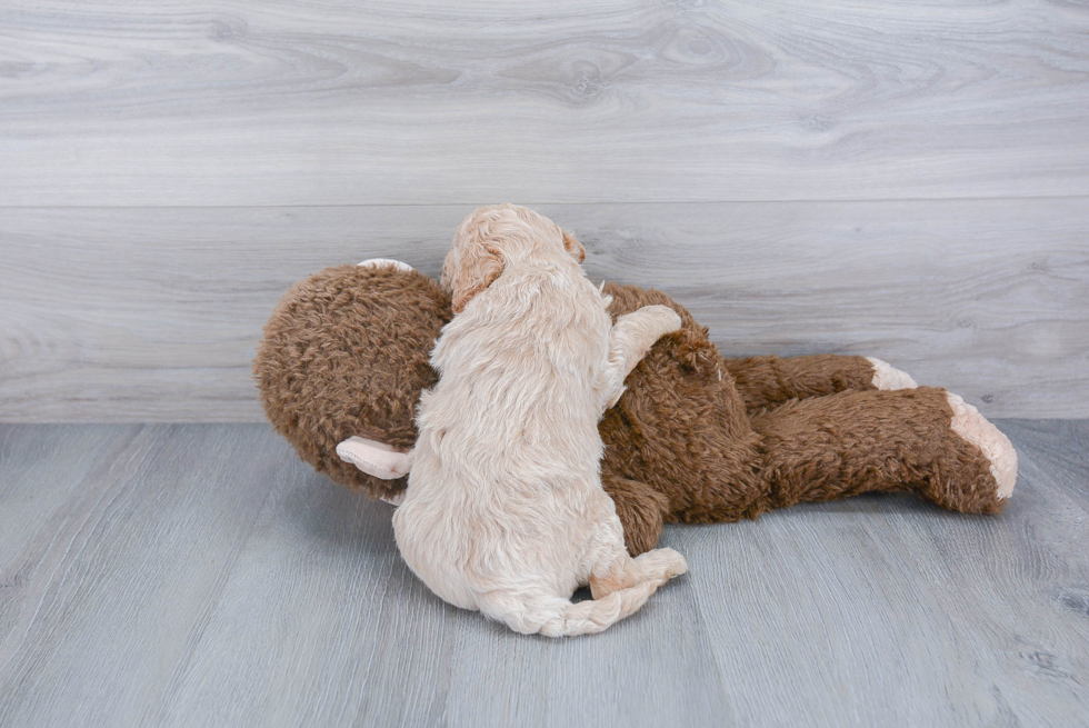 Friendly Mini Goldendoodle Baby