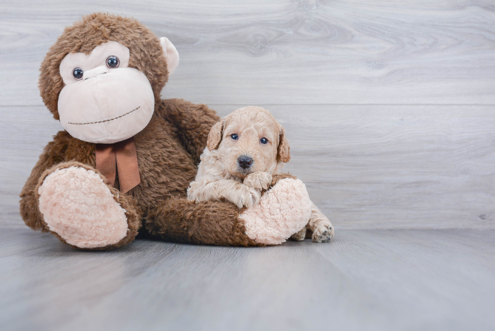 Best Mini Goldendoodle Baby