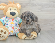 8 week old Mini Goldendoodle Puppy For Sale - Premier Pups