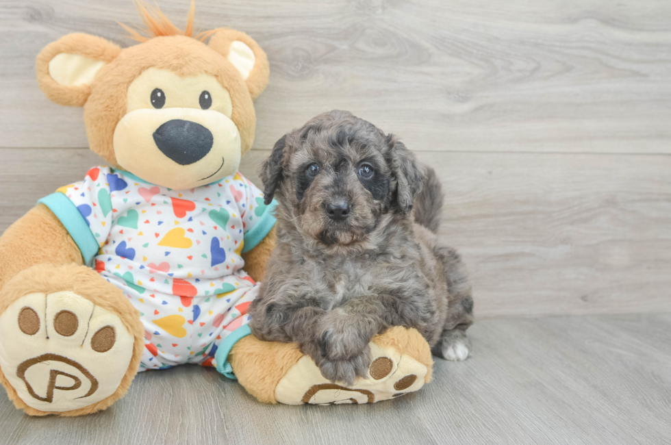 6 week old Mini Goldendoodle Puppy For Sale - Premier Pups