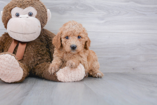 Mini Goldendoodle Puppy for Adoption