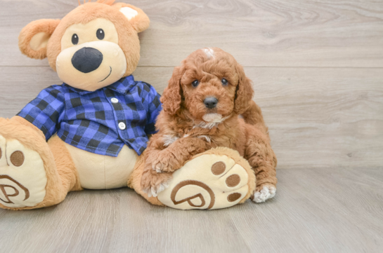 Sweet Mini Goldendoodle Baby
