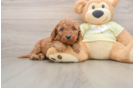 Smart Mini Goldendoodle Poodle Mix Pup