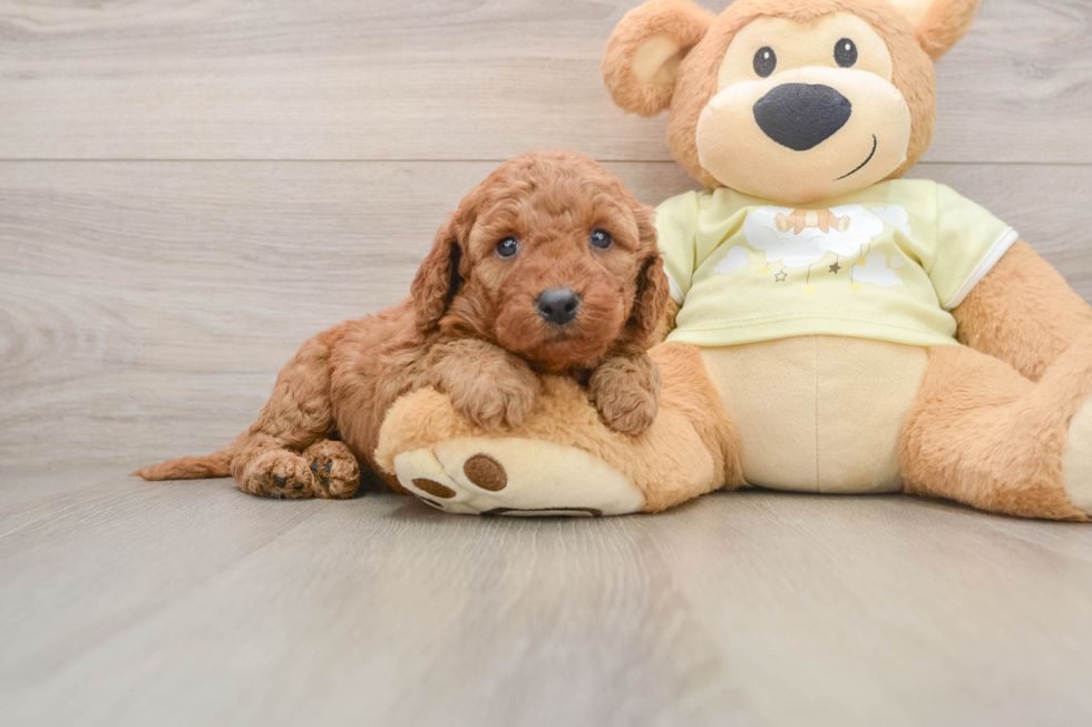 Smart Mini Goldendoodle Poodle Mix Pup