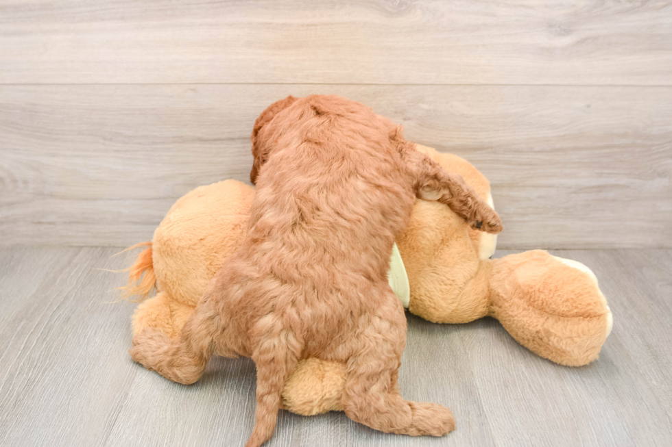 Small Mini Goldendoodle Baby