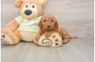 Popular Mini Goldendoodle Poodle Mix Pup
