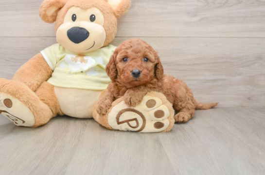 Popular Mini Goldendoodle Poodle Mix Pup