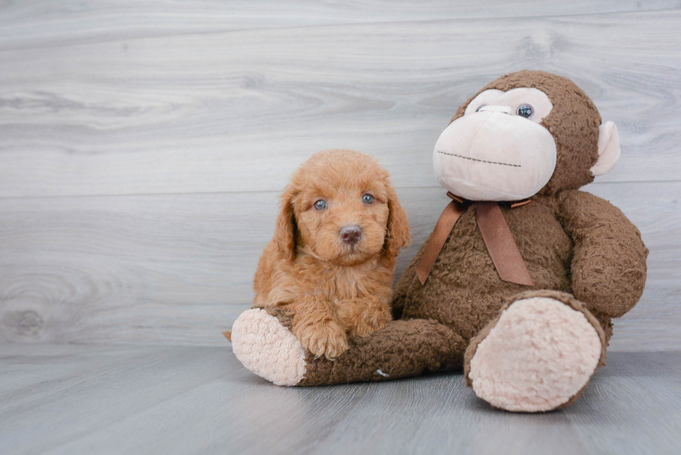 Friendly Mini Goldendoodle Baby