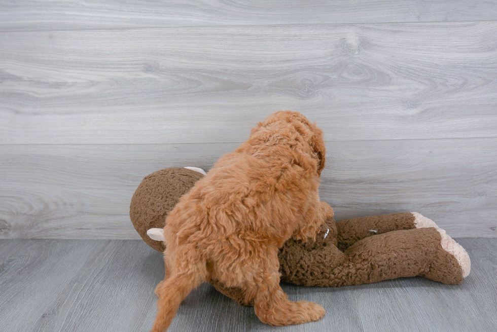 Mini Goldendoodle Pup Being Cute