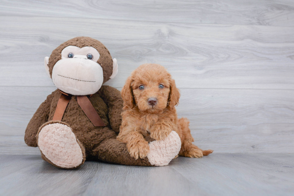 Best Mini Goldendoodle Baby