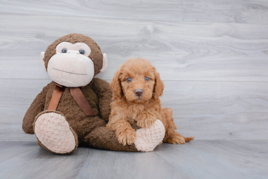 Best Mini Goldendoodle Baby