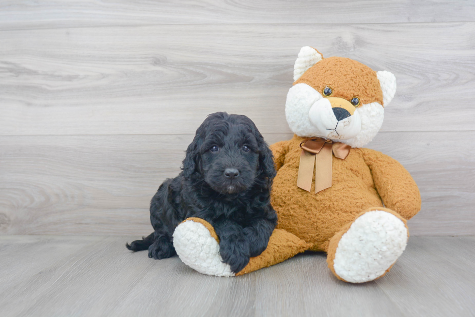 Mini Goldendoodle Pup Being Cute