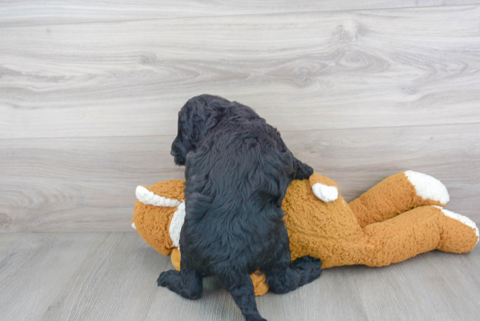 Mini Goldendoodle Pup Being Cute