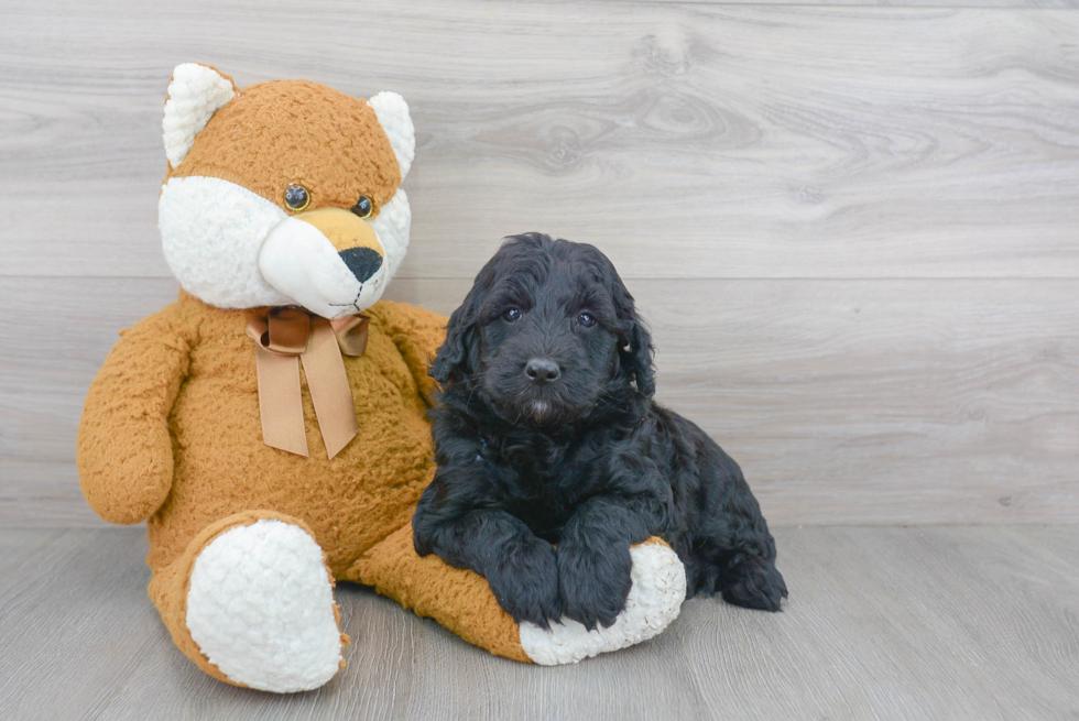 Best Mini Goldendoodle Baby