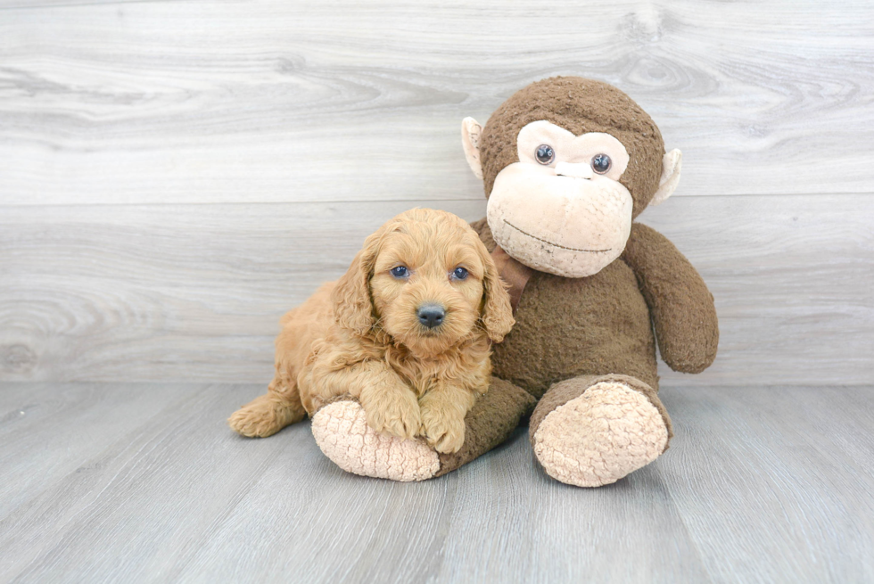 Best Mini Goldendoodle Baby