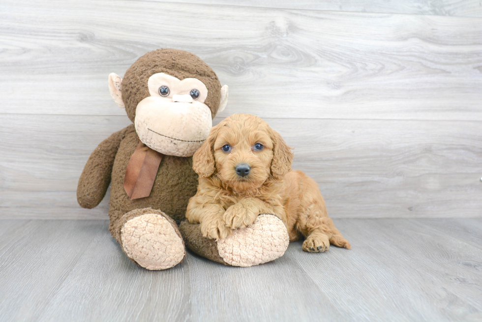 Small Mini Goldendoodle Baby