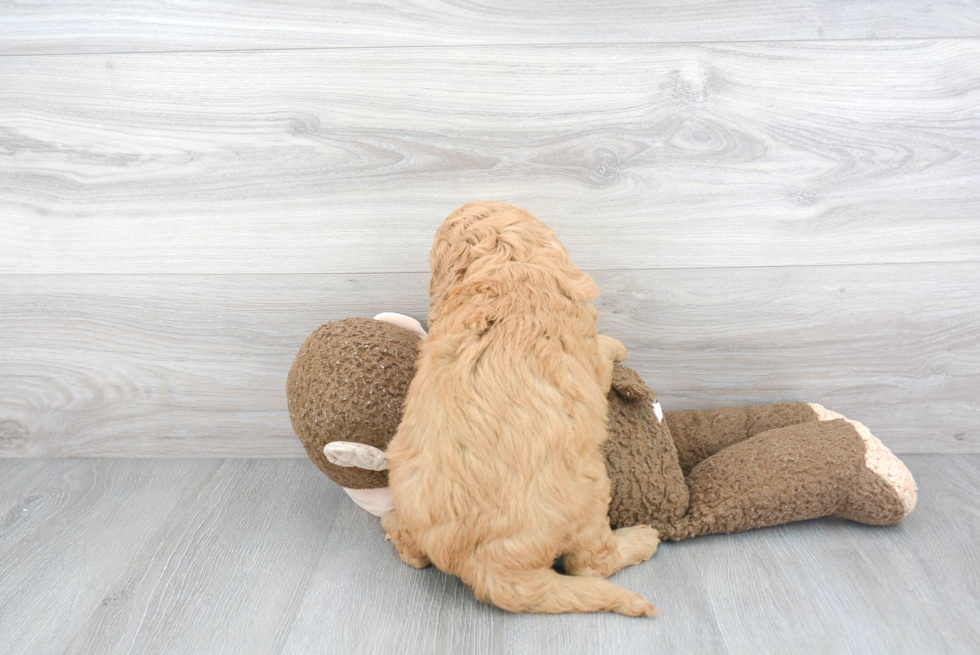 Energetic Golden Retriever Poodle Mix Puppy