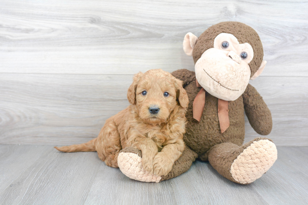 Fluffy Mini Goldendoodle Poodle Mix Pup