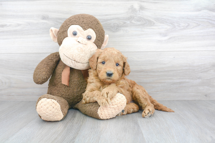 Sweet Mini Goldendoodle Baby